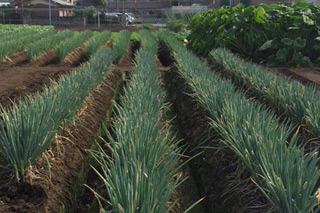 産地直送野菜