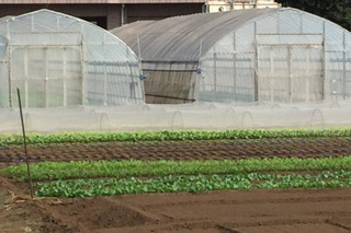 産地直送野菜